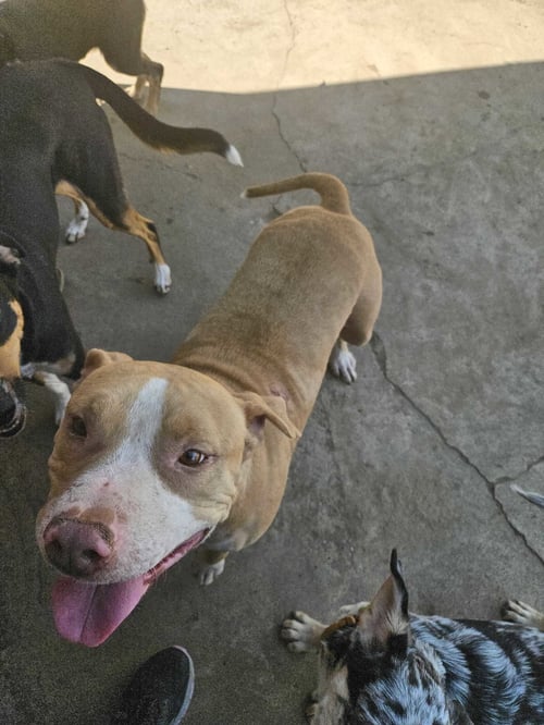 DUNCAN DOGGIE - Pit Bull Terrier available for adoption