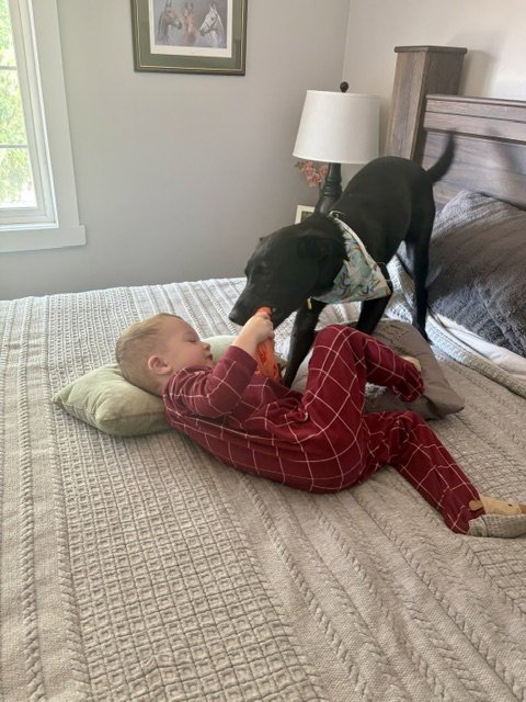 JETT BLACK - Labrador Retriever available for adoption