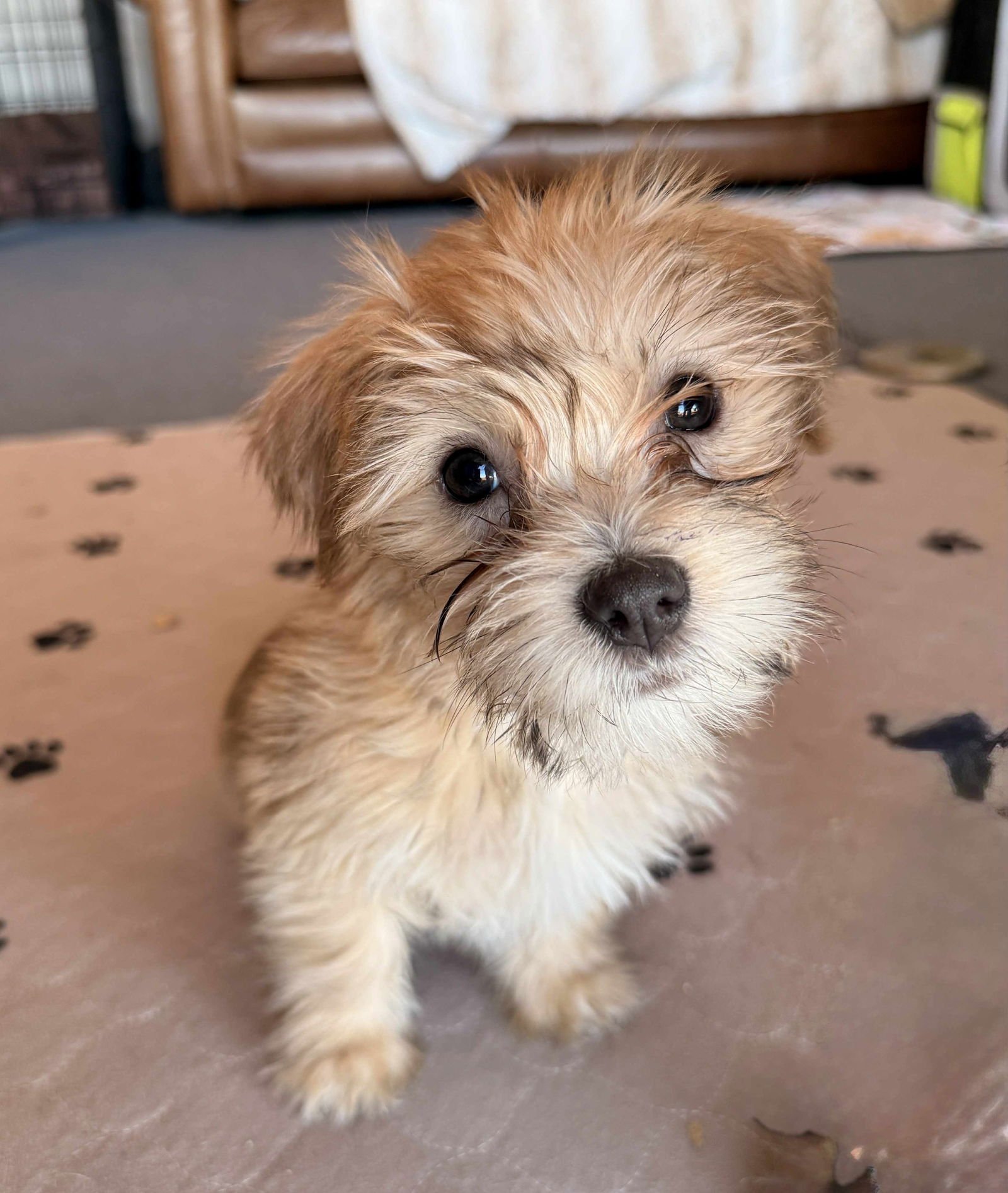 ROLLIN' - Shih Tzu available for adoption