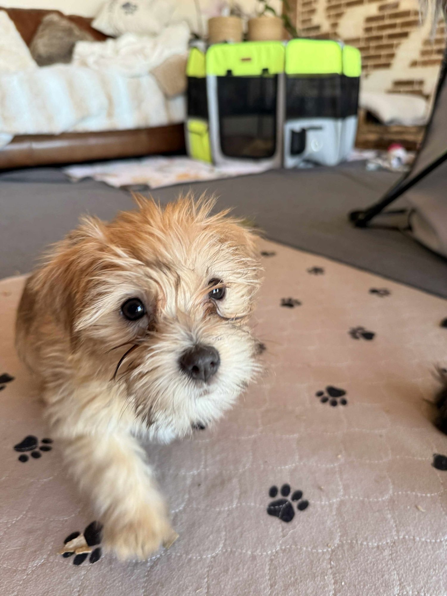 ROLLIN' - Shih Tzu available for adoption