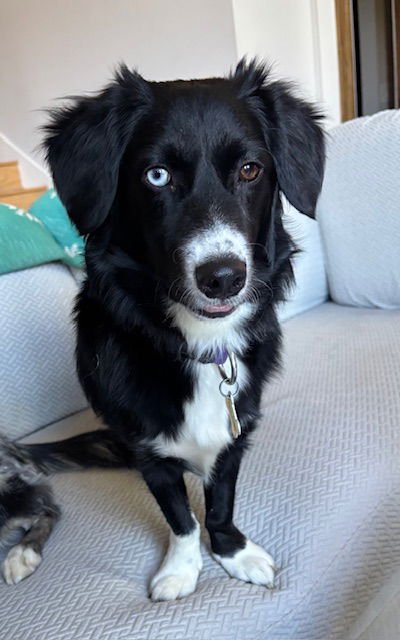 EDDIE MONEY - Corgi / Border Collie available for adoption