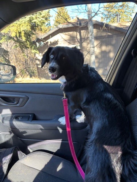 EDDIE MONEY - Corgi / Border Collie available for adoption