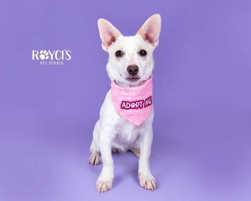 ANGELINA BALLERINA