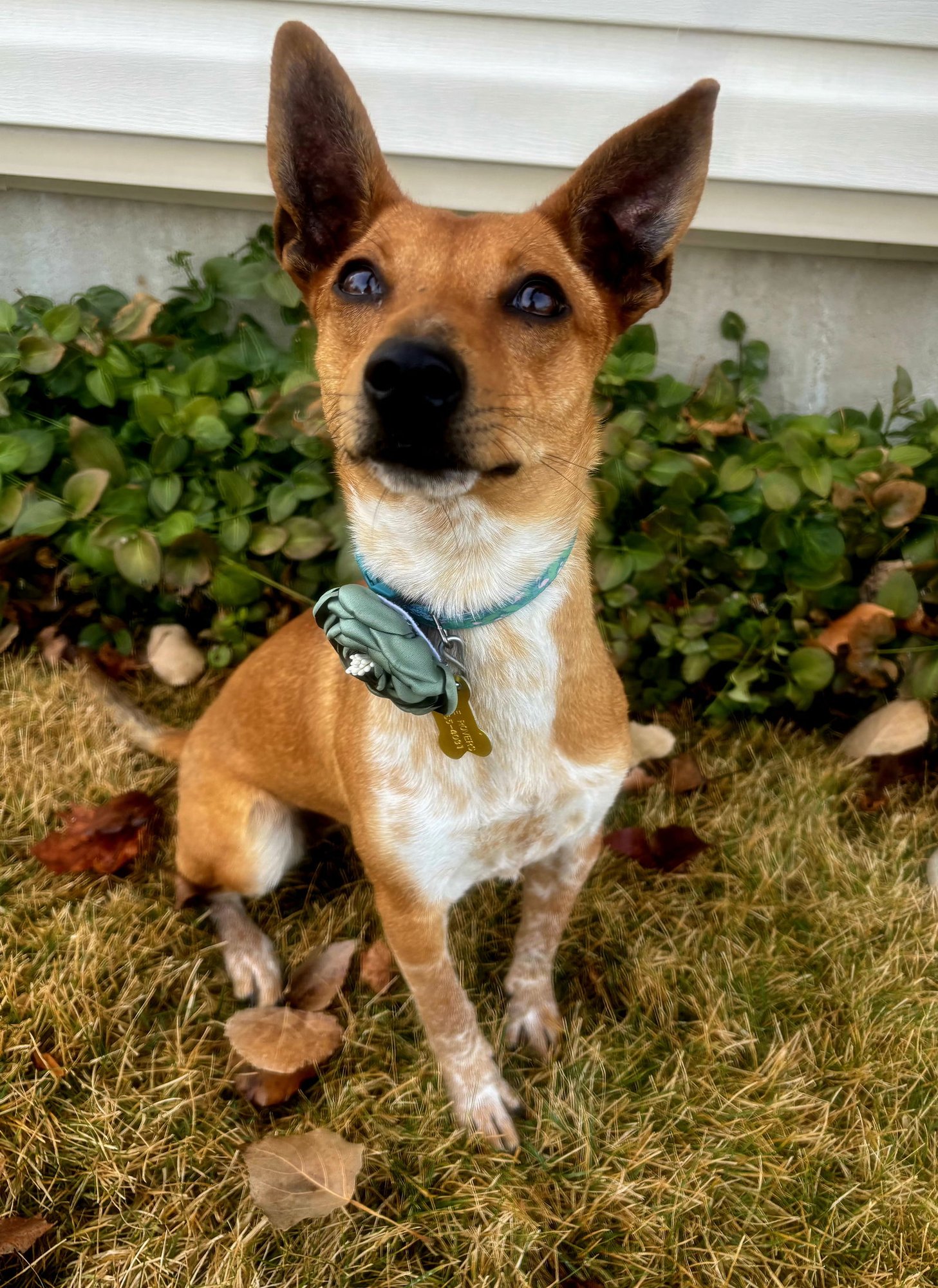 KETI - Chihuahua available for adoption