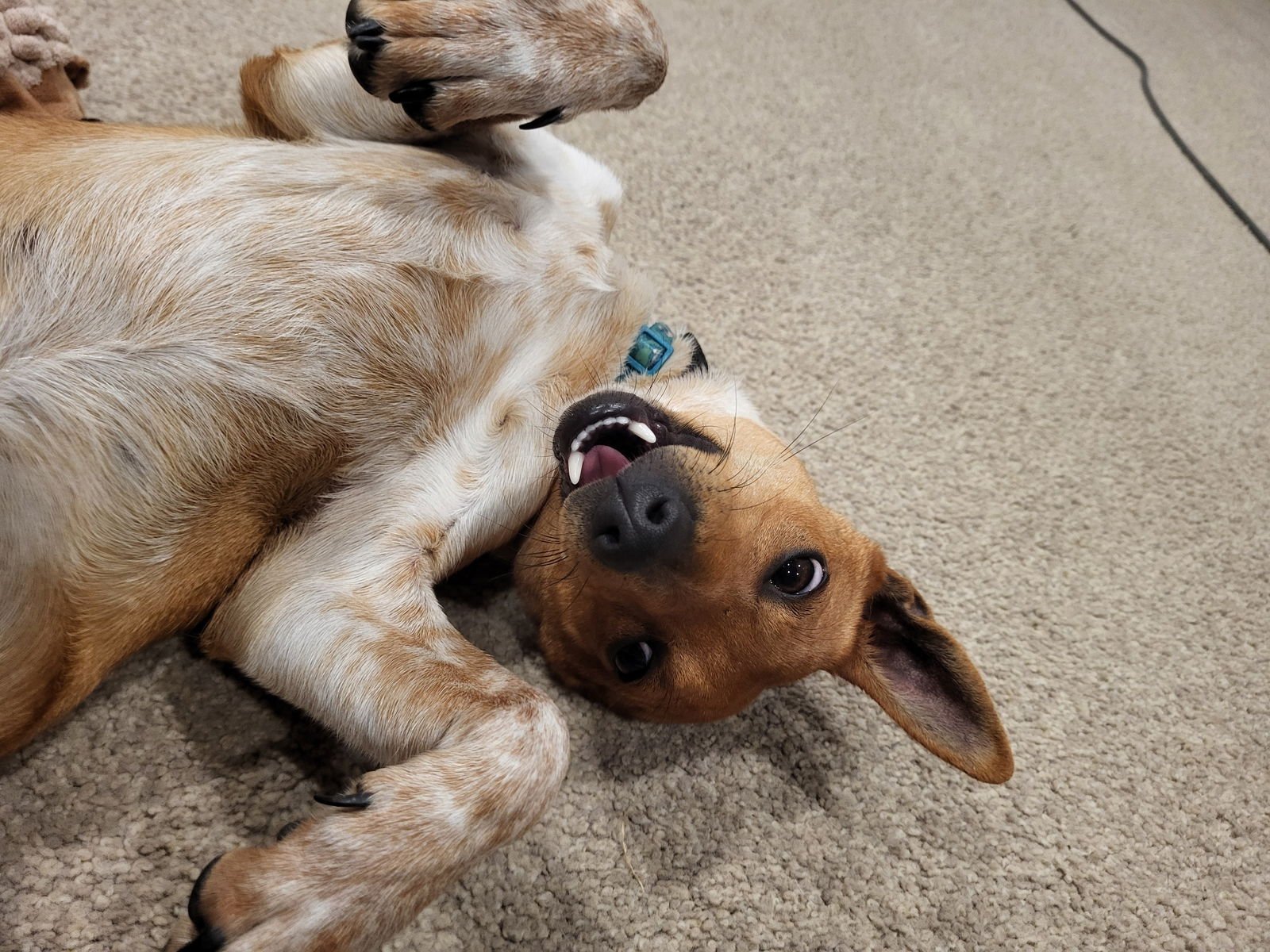 KETI - Chihuahua available for adoption