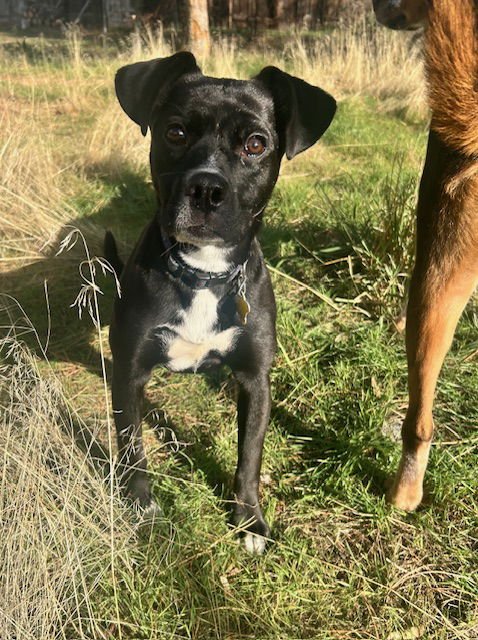 MAYFLY - Labrador Retriever / American Pit Bull Terrier available for adoption