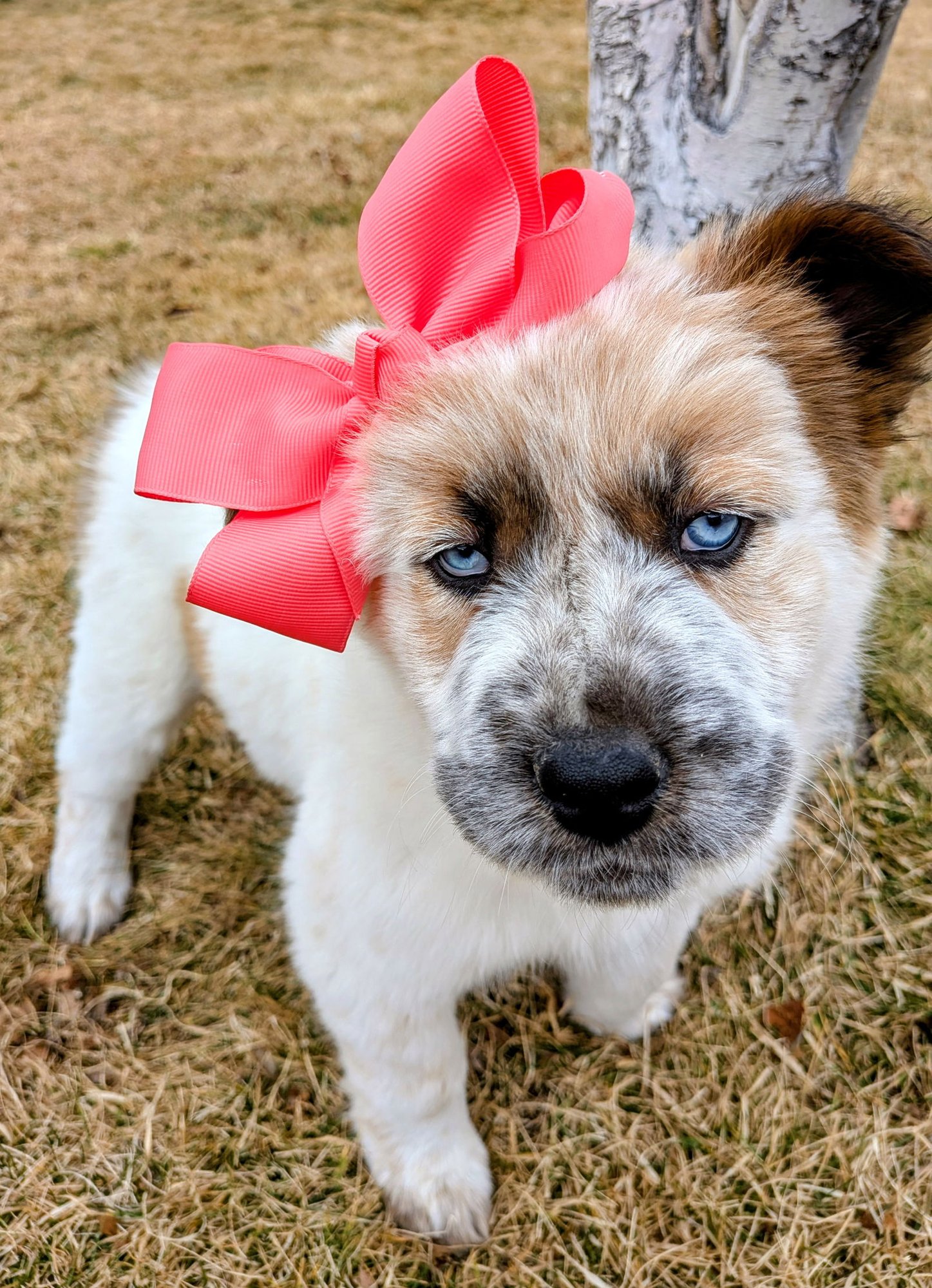 SHENZI - Australian Shepherd available for adoption