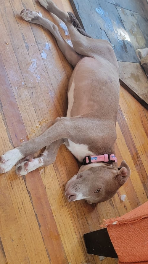 KIMCHEE - American Pit Bull Terrier available for adoption