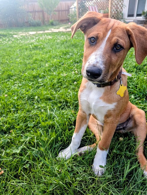 BRODIAEA - Australian Cattle Dog/Blue Heeler available for adoption