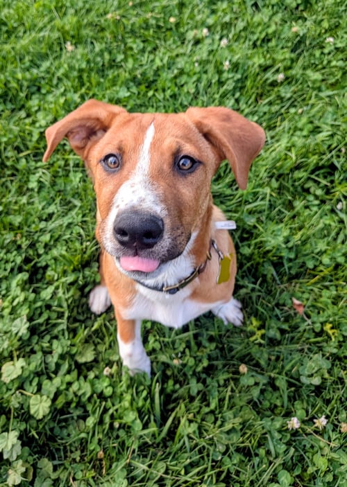 BRODIAEA - Australian Cattle Dog/Blue Heeler available for adoption