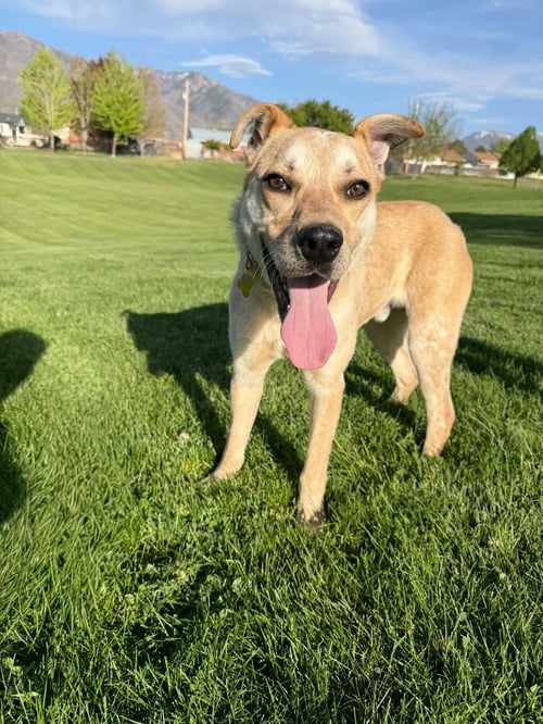 ALFREDO - Cattle Dog for adoption in West Jordan