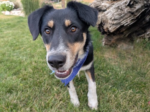 DOUGY - Australian Cattle Dog/Blue Heeler available for adoption