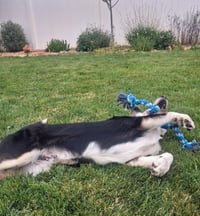 Dougy - Photo 4