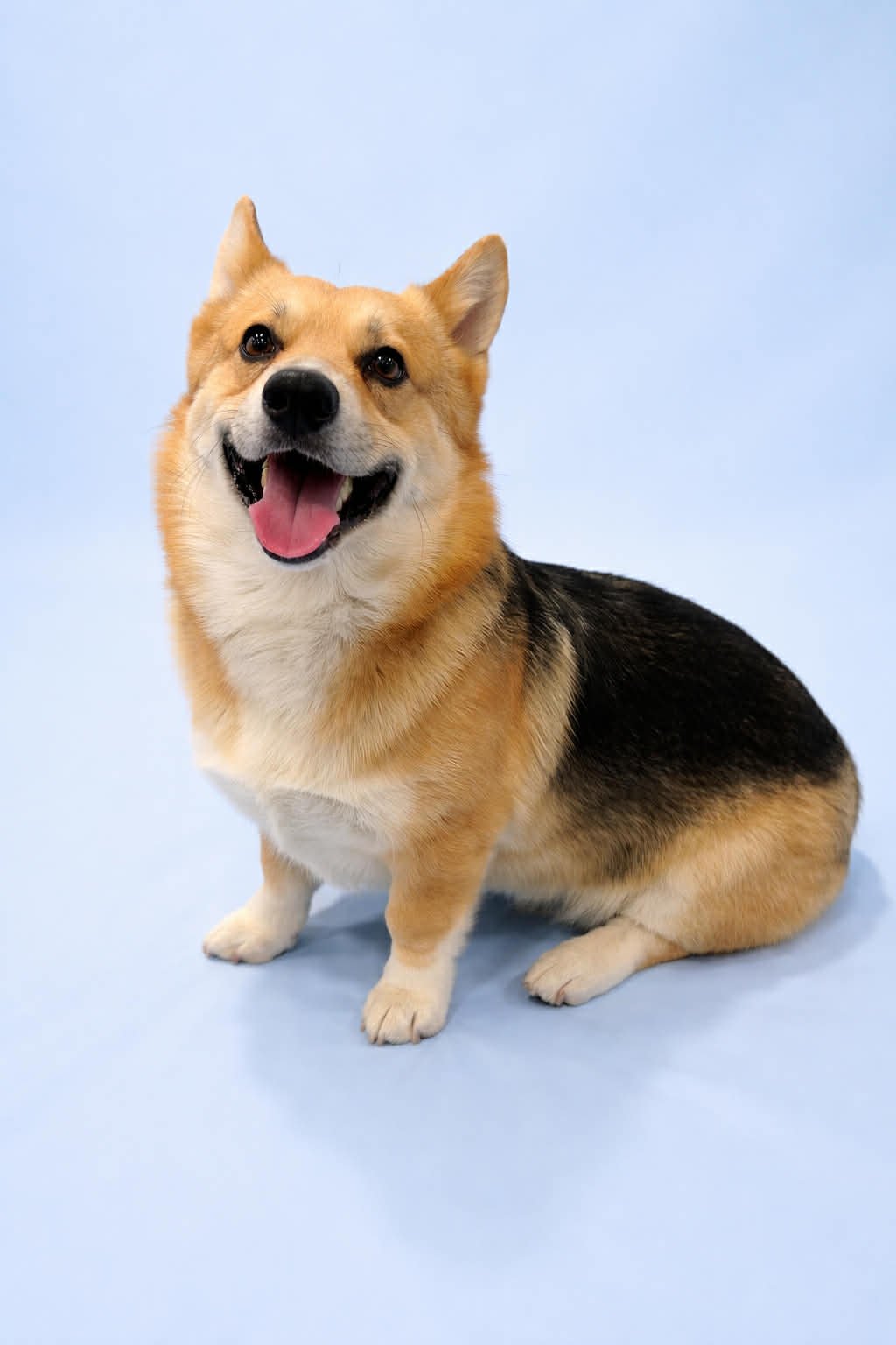 TATO - Corgi available for adoption
