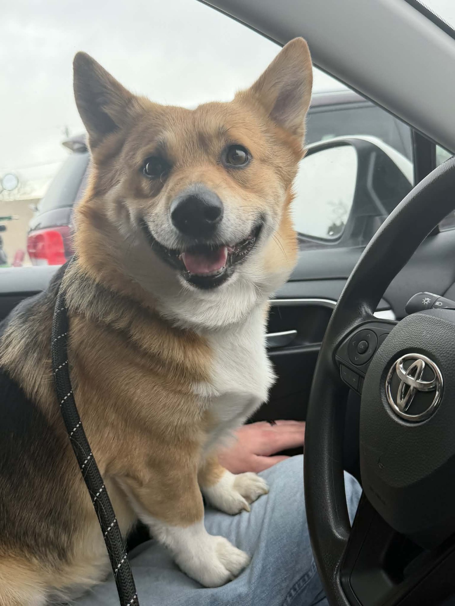 TATO - Corgi available for adoption