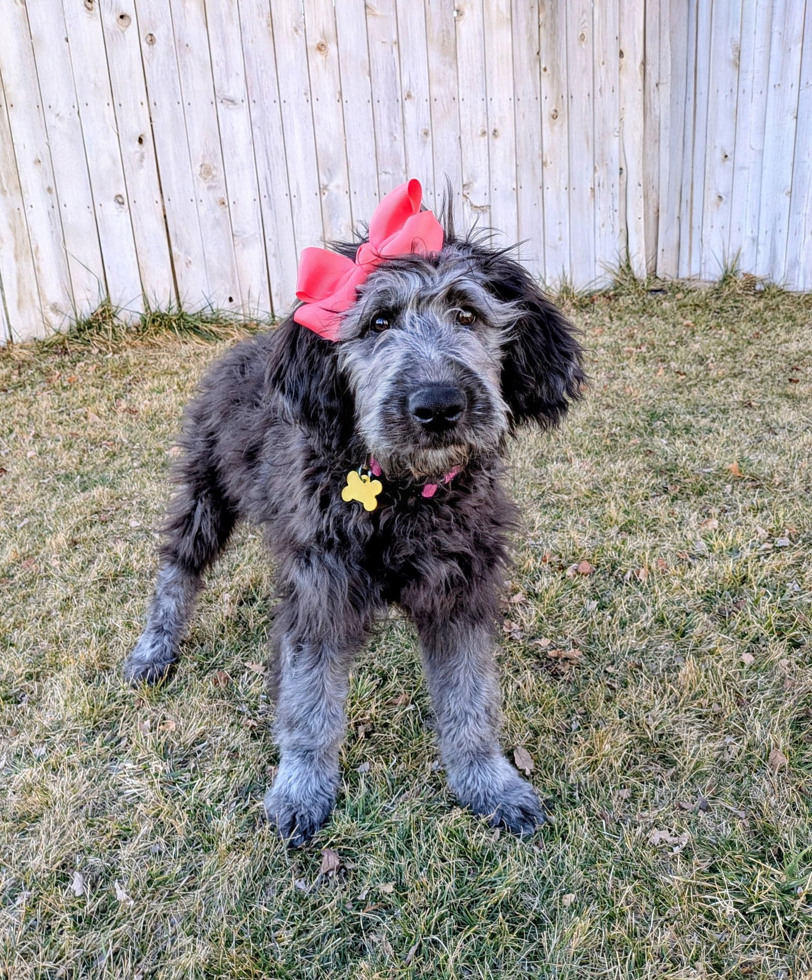 SAMMY BEAR - Poodle (Standard) / Sheep Dog available for adoption