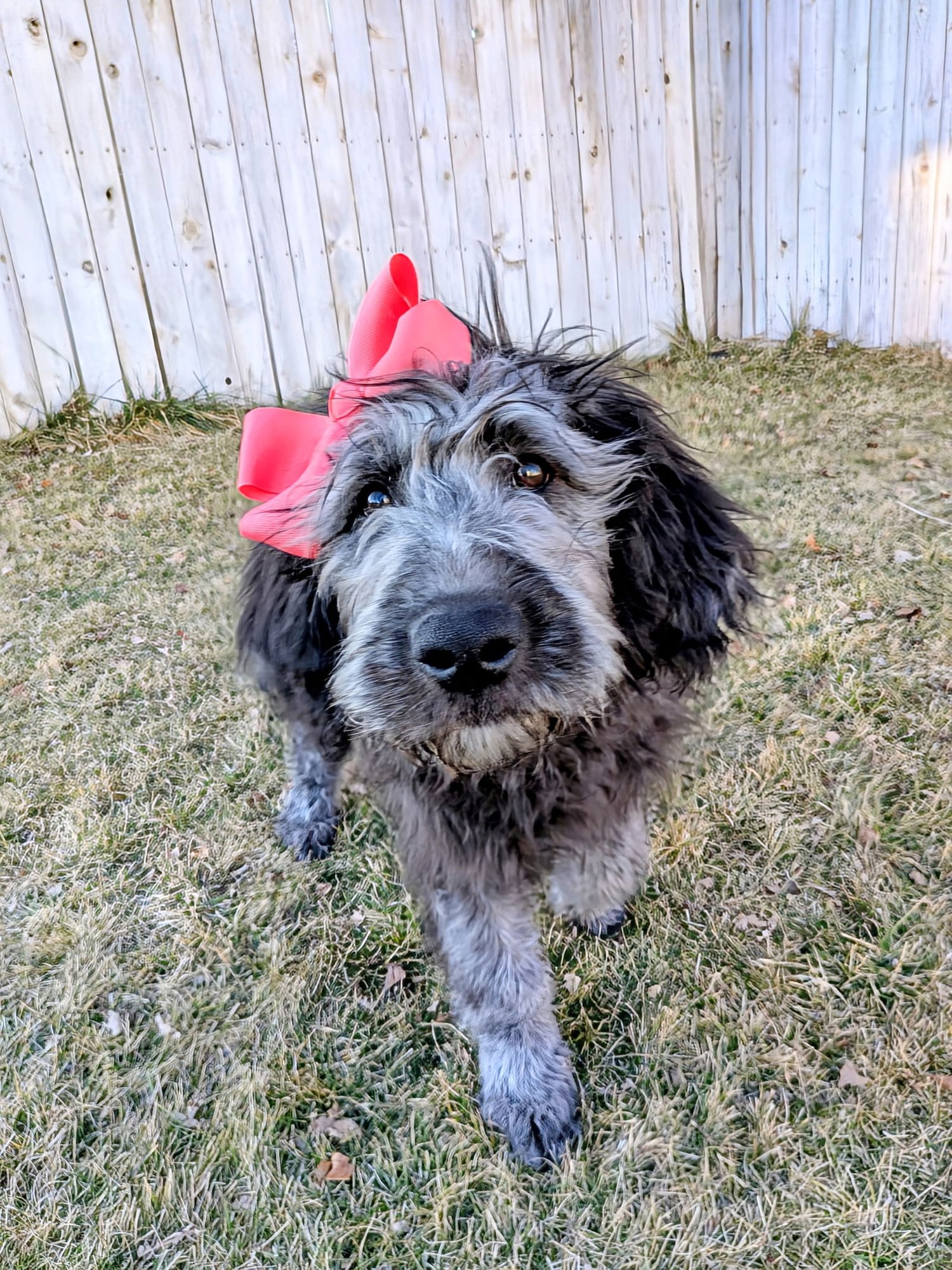 SAMMY BEAR - Poodle (Standard) / Sheep Dog available for adoption