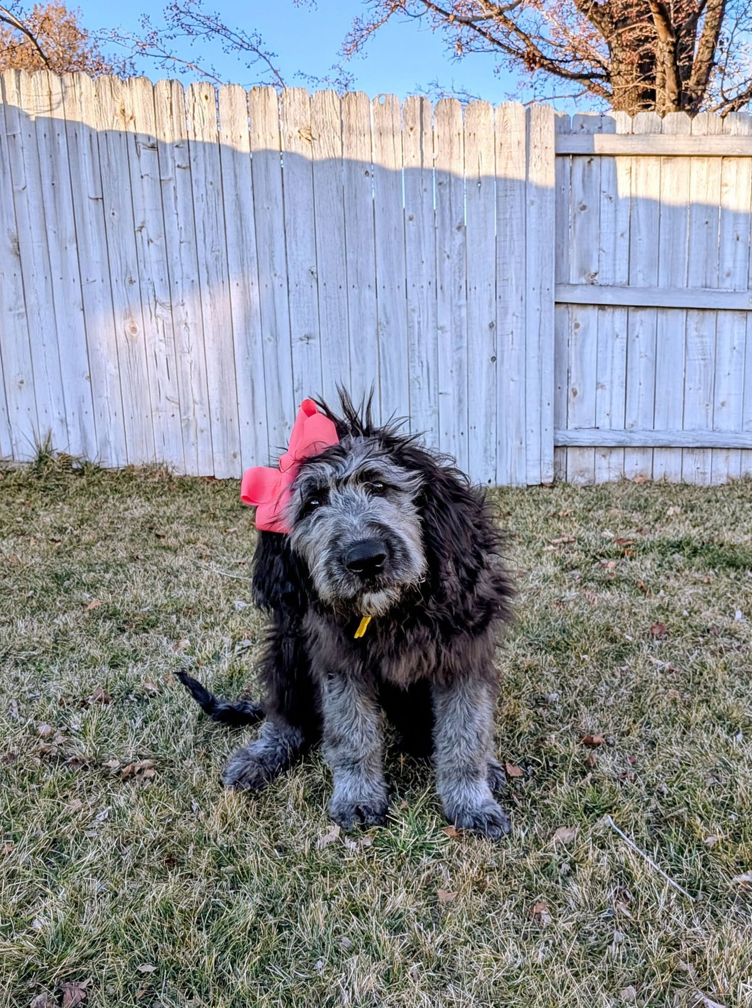 Sammy Bear - Photo 4