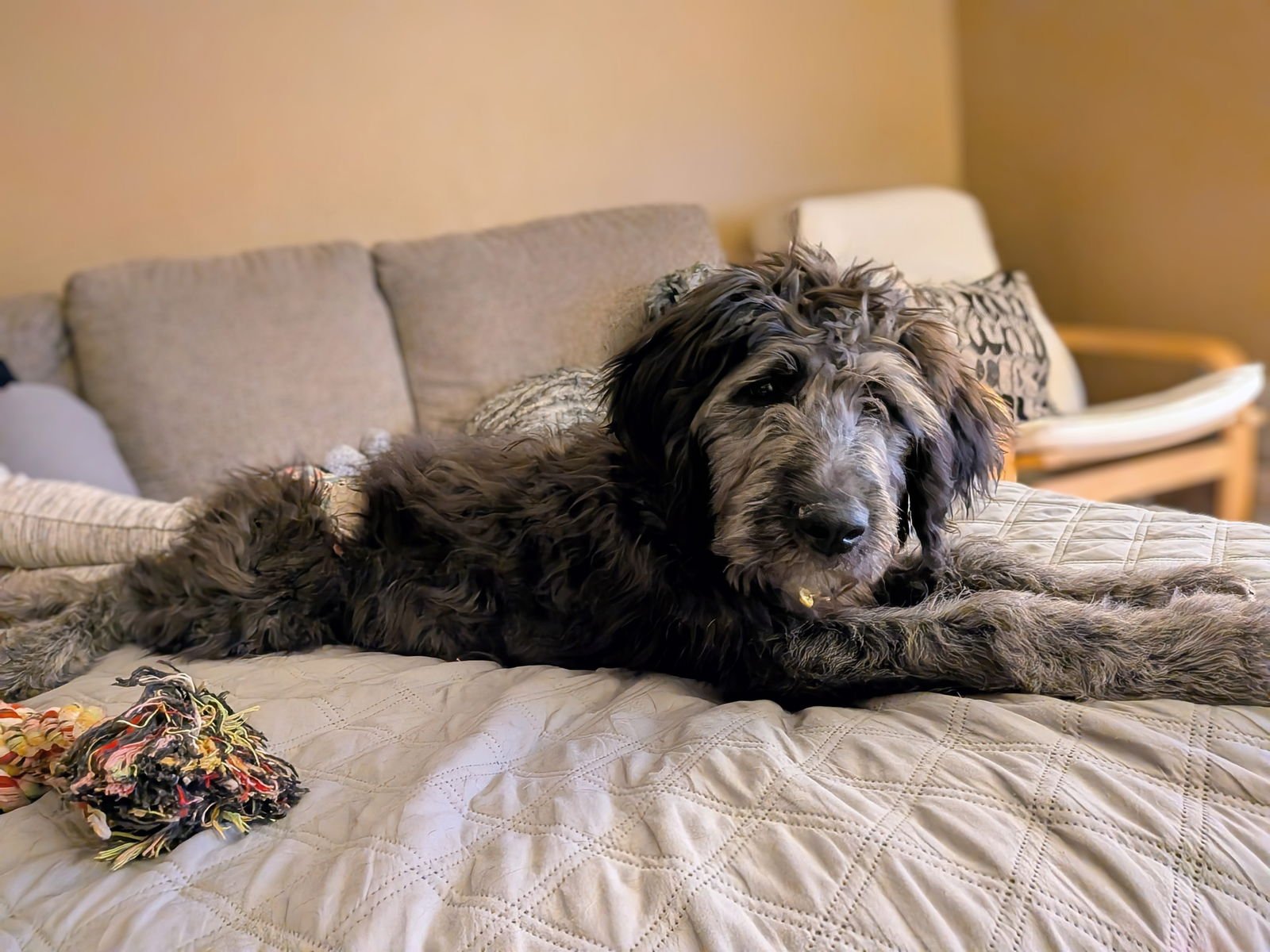 Sammy Bear - Photo 6