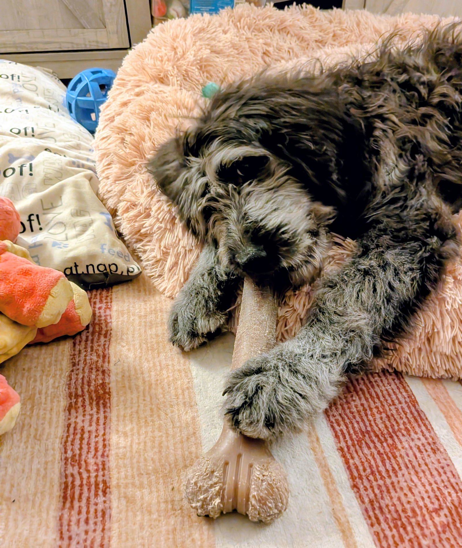 Sammy Bear - Photo 7