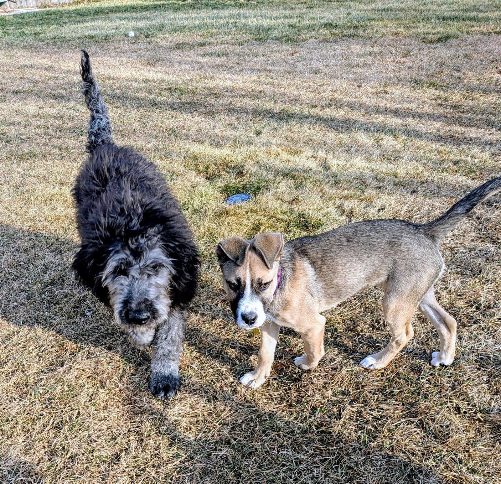 Sammy Bear - Photo 8