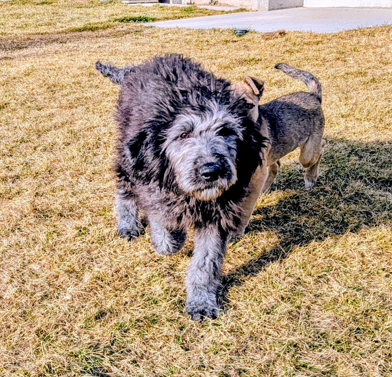 Sammy Bear - Photo 9