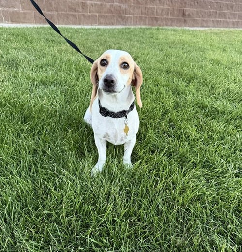 WHOOPS-A-DAISY - Beagle available for adoption