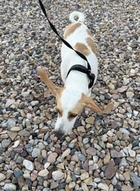 Whoops-A-Daisy - Photo 4