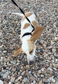 Whoops-A-Daisy - Photo 5