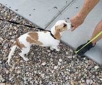 Whoops-A-Daisy - Photo 6