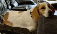 Whoops-A-Daisy - Photo 7