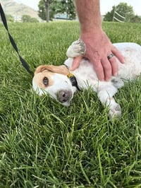 Whoops-A-Daisy - Photo 8