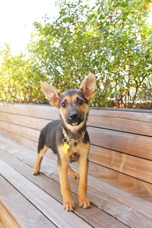 LUCY EARS - German Shepherd Dog available for adoption