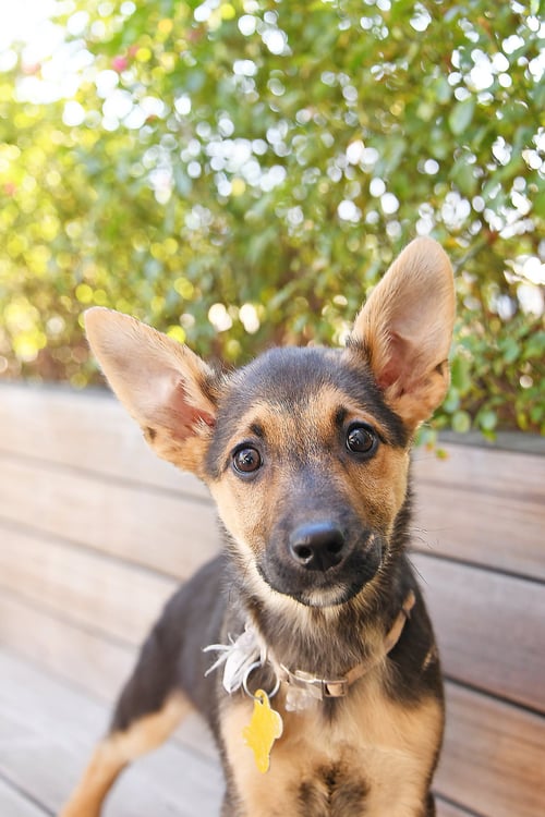 LUCY EARS - German Shepherd Dog available for adoption