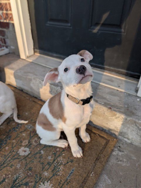 TAILS - Pit Bull Terrier available for adoption