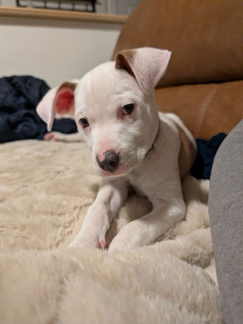 TAILS - Pit Bull Terrier available for adoption