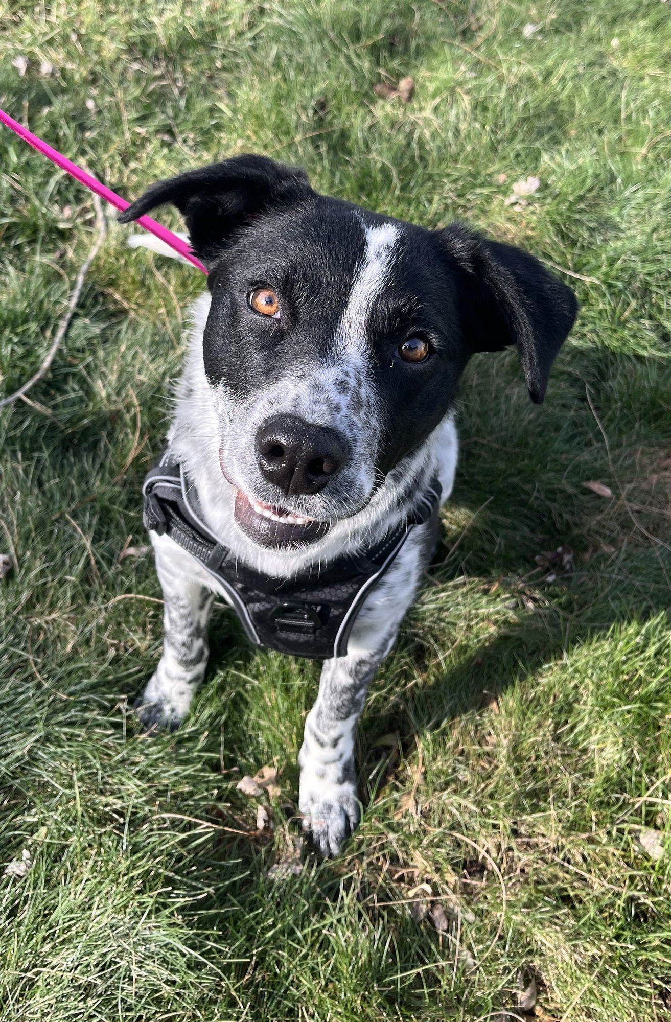 ARABELLA SKYE - Cattle Dog available for adoption