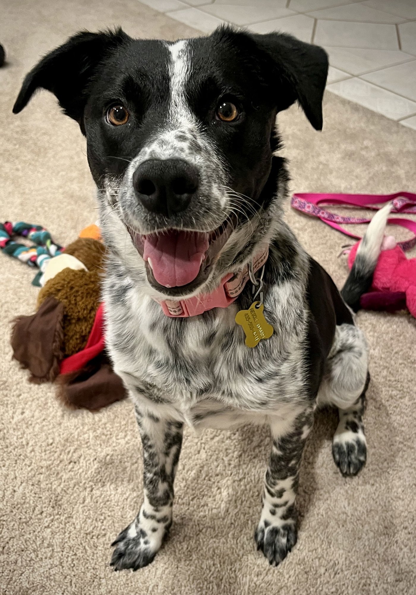 ARABELLA SKYE - Cattle Dog available for adoption