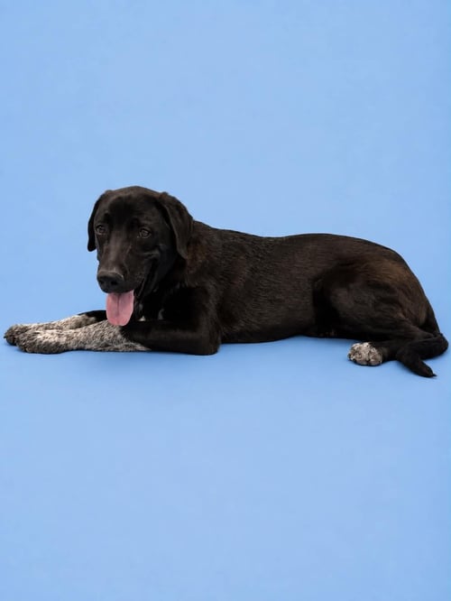 JOSH - Labrador Retriever / Australian Cattle Dog/Blue Heeler available for adoption