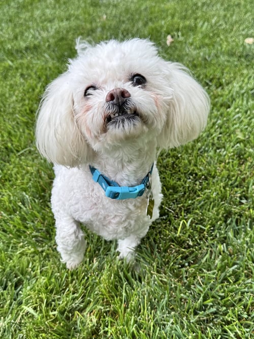 MISS MIMS - Poodle (Miniature) available for adoption