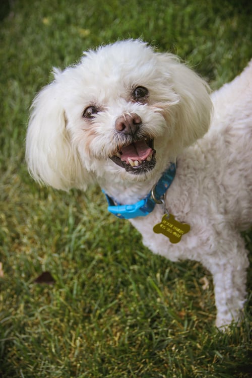 MISS MIMS - Poodle (Miniature) available for adoption