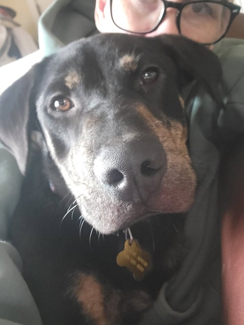 WATTSINN - Shepherd available for adoption