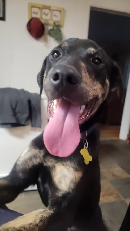 WATTSINN - Shepherd available for adoption