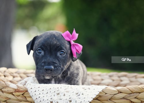 GRAU - Terrier available for adoption