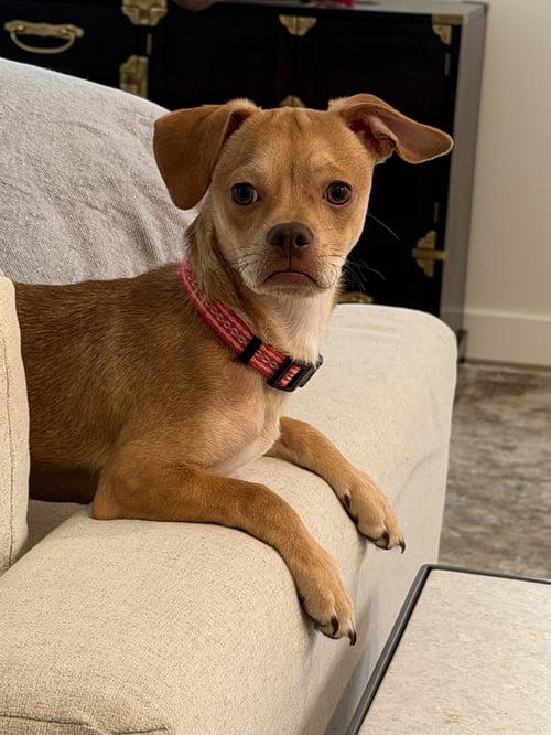 FISH STIX - Chihuahua / Pug available for adoption