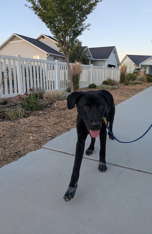 ALL AMERICAN KAI - Labrador Retriever / Australian Cattle Dog/Blue Heeler available for adoption