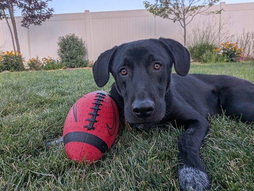 ALL AMERICAN KAI - Labrador Retriever / Australian Cattle Dog/Blue Heeler available for adoption