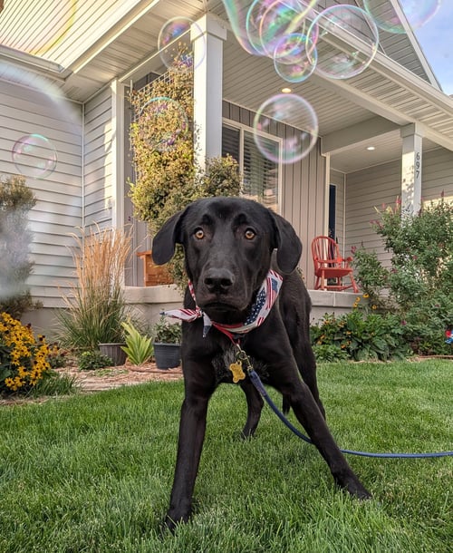 ALL AMERICAN KAI - Labrador Retriever / Australian Cattle Dog/Blue Heeler available for adoption