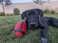 All American Kai - Photo 6