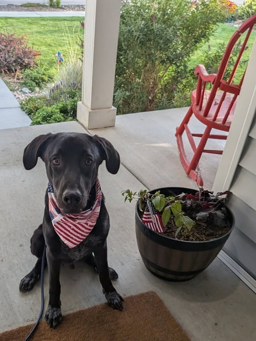 ALL AMERICAN KAI - Labrador Retriever / Australian Cattle Dog/Blue Heeler available for adoption
